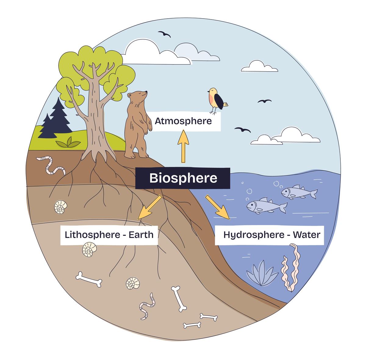 生物分为动物和植物还有什么_真菌原生生物原核生物与病毒的世界