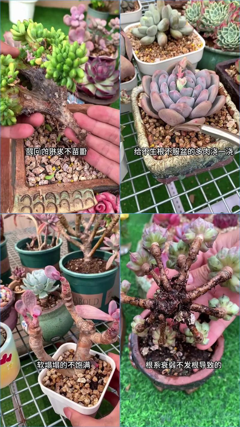 花的生根剂是真的吗_生根剂对难生根植物效果因情况而异