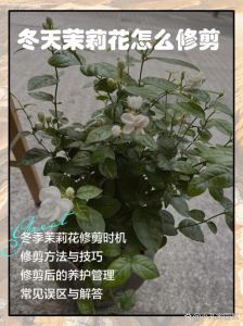 怎么样修剪茉莉花_茉莉花四季修剪技巧，花开繁茂