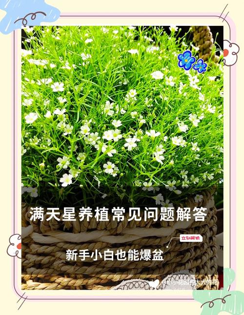 满天星花卉的养殖方法_阳光土壤浇水施肥要点 满天星花卉的养殖方法_阳光土壤浇水施肥要点