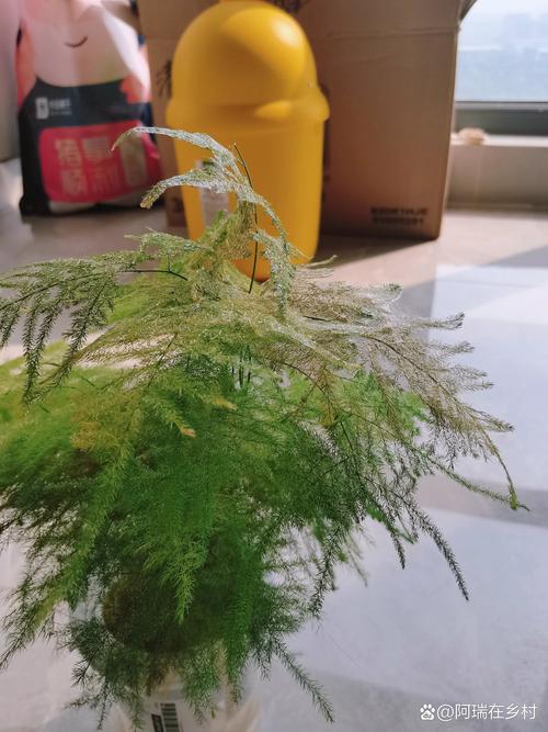 文竹上面有结网怎么办_文竹叶白网状物？红蜘蛛害了！