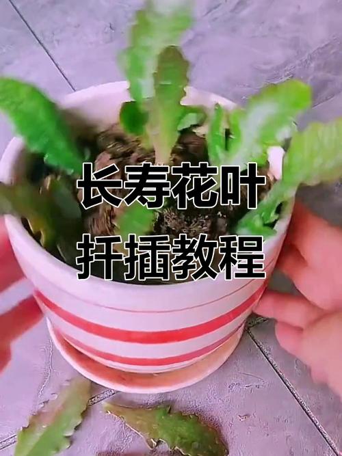长寿花的叶子能扦插吗_长寿花叶片扦插,成活率60-70%,春秋易活 长寿花的叶子能扦插吗_长寿花叶片扦插,成活率60-70%,春秋易活