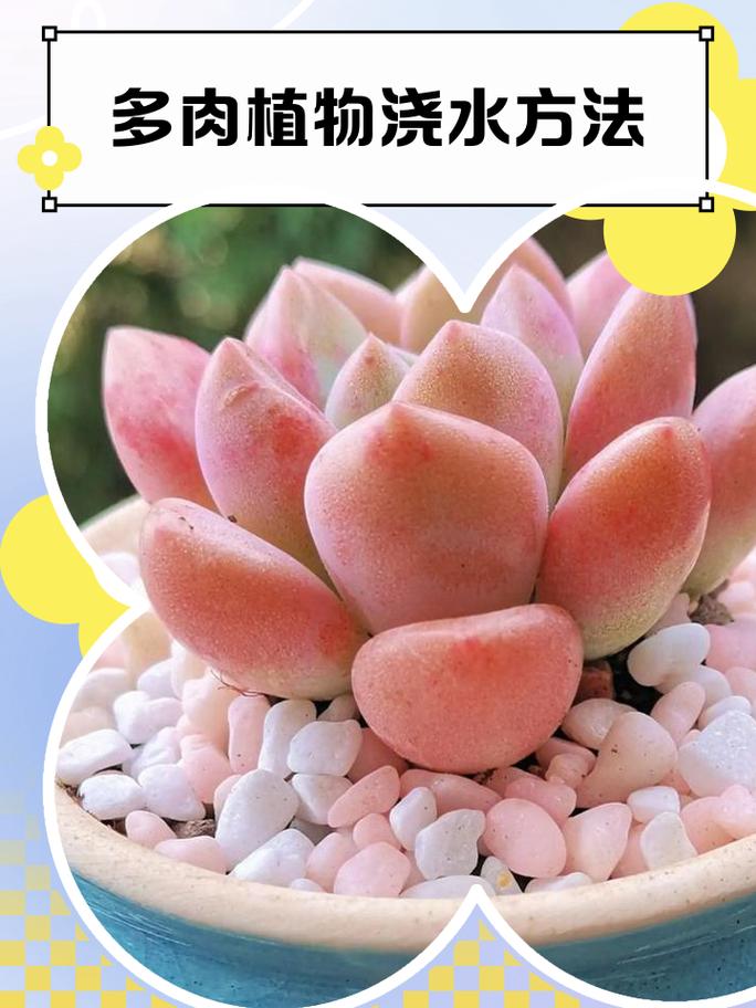 多肉多少天浇一次水合合适_多肉浇水看情况，幼苗勤浇老桩少