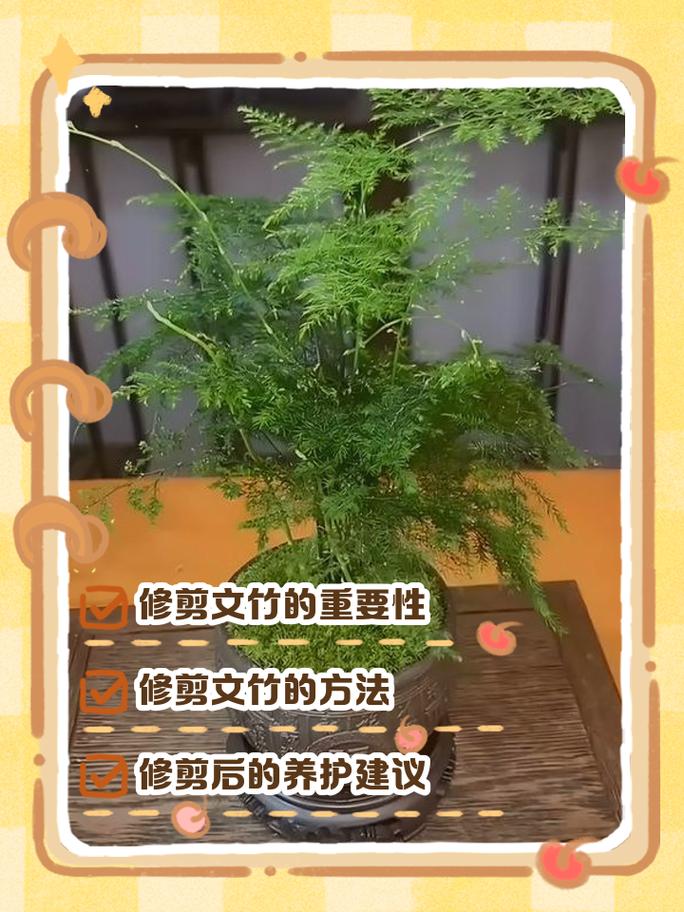 文竹枝条太长怎么办_修剪光照水肥巧管理