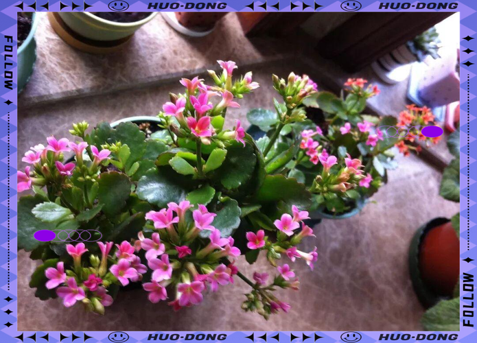 冬季花卉移盆指南:休眠慎移,开花后换盆 冬季花卉移盆指南:休眠慎移,开花后换盆