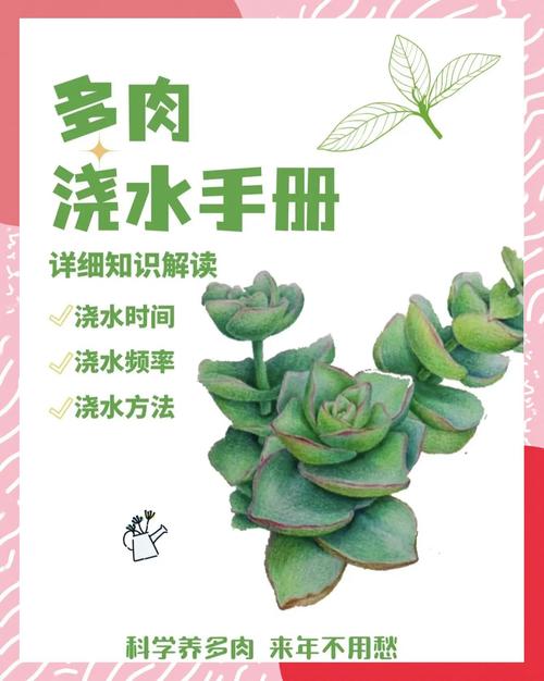 多肉在不同季节需要浇水多少_多肉浇水随季节变，干透湿透是关键！