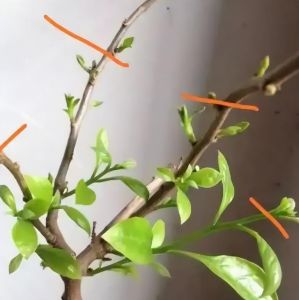 三角梅什么时候修剪最好1_三角梅四季修剪技巧，保生长促开花
