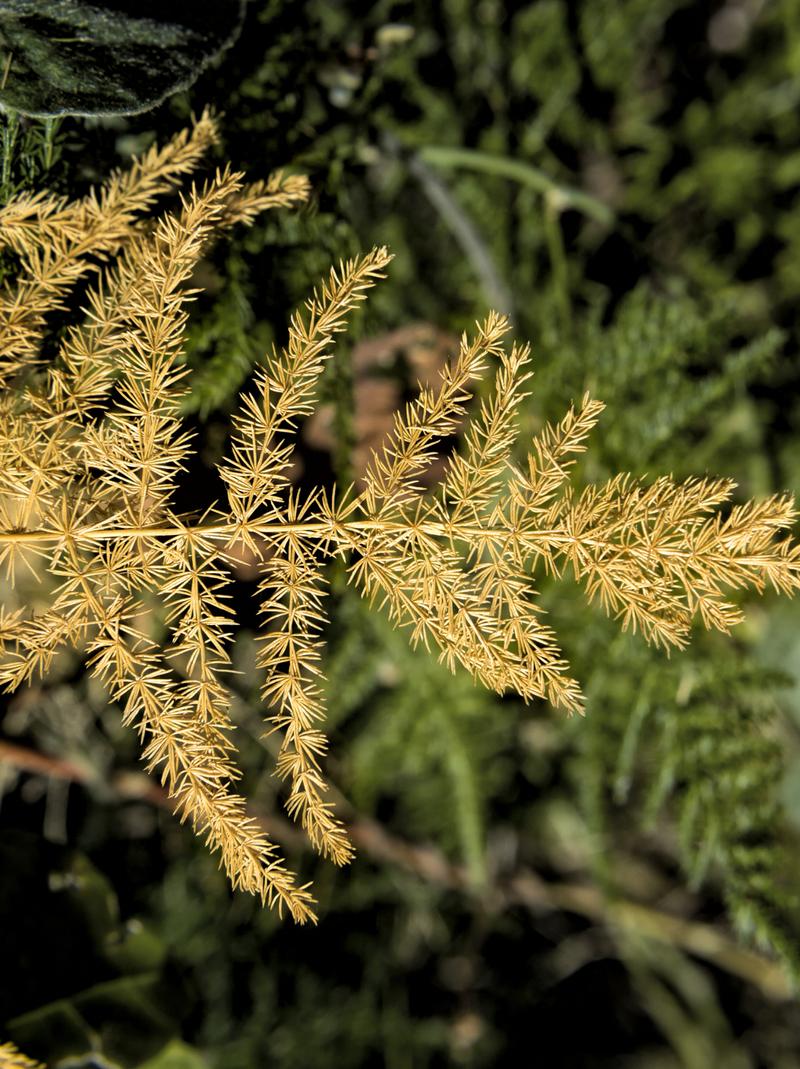 冬天文竹叶子发黄怎么办_文竹不耐寒,冬季保温防黄叶 冬天文竹叶子发黄怎么办_文竹不耐寒,冬季保温防黄叶