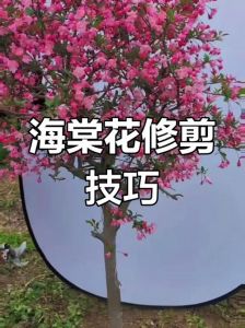 海棠花开花后怎么修剪图解_海棠花修剪方法，春秋最佳，提高观赏性