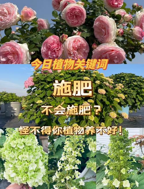 花卉如何施肥_氮肥油亮叶,磷钾促花开,底肥追肥巧运用,养好花不愁 花卉如何施肥_氮肥油亮叶,磷钾促花开,底肥追肥巧运用,养好花不愁