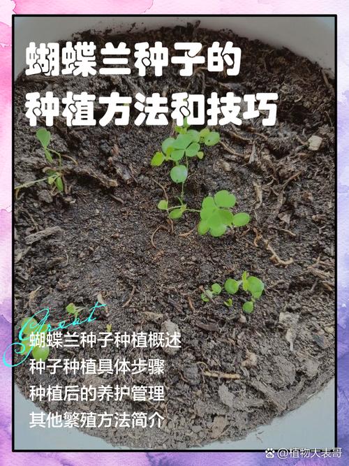 蝴蝶兰的养殖方法简短_轻松养出兰中皇后