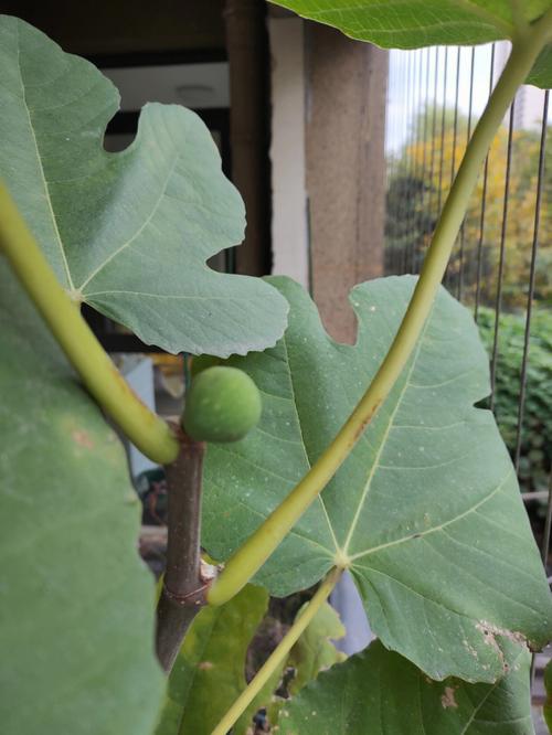 无花果剪枝后枝条如果过冬_修剪浇水施肥，缠枝防寒保丰收
