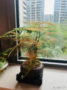 文竹叶子黄了怎么补救的_文竹黄叶怎么办？调整光照水肥解决