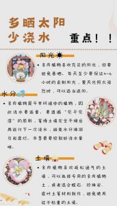 多肉植物怎么种植步骤_土盆光照浇水肥