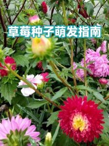 草莓种子怎么播种发芽_草莓种子采集与培育全攻略