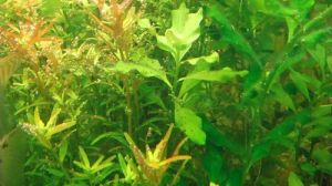 水草上面一粒粒黑点是_鱼缸水草黑点怎么办？