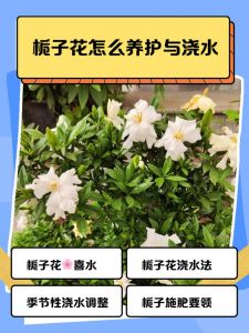 栀子花的花期一年几次_栀子花5-8月开，精心养护或特定品种可能二次开花