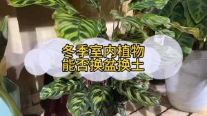 室内冬季可以换花盆吗_开花少动，未开要轻缓