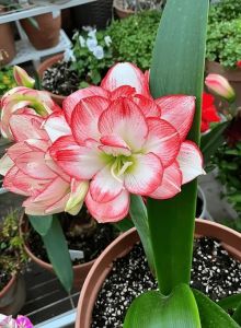 2月初种过年能开花的花_茶花杏花等你来！