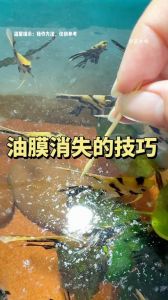 水草缸去水面油膜的方法_动水控食勤清理