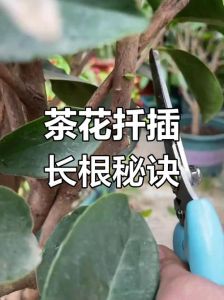 扦插枝条怎么处理_簕杜鹃扦插繁殖技巧，快速生根