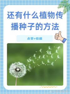 蒲公英怎么传播种子的_自然传播妙招